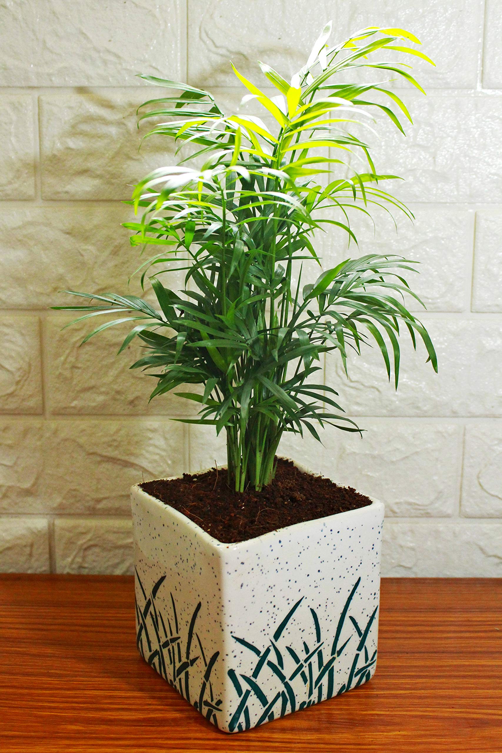 Rolling Nature Air Purifying Parlour Palm Chamaedorea Elegans In White Cube Aroez Ceramic Pot Buy Online In Bahamas At Bahamas Desertcart Com Productid