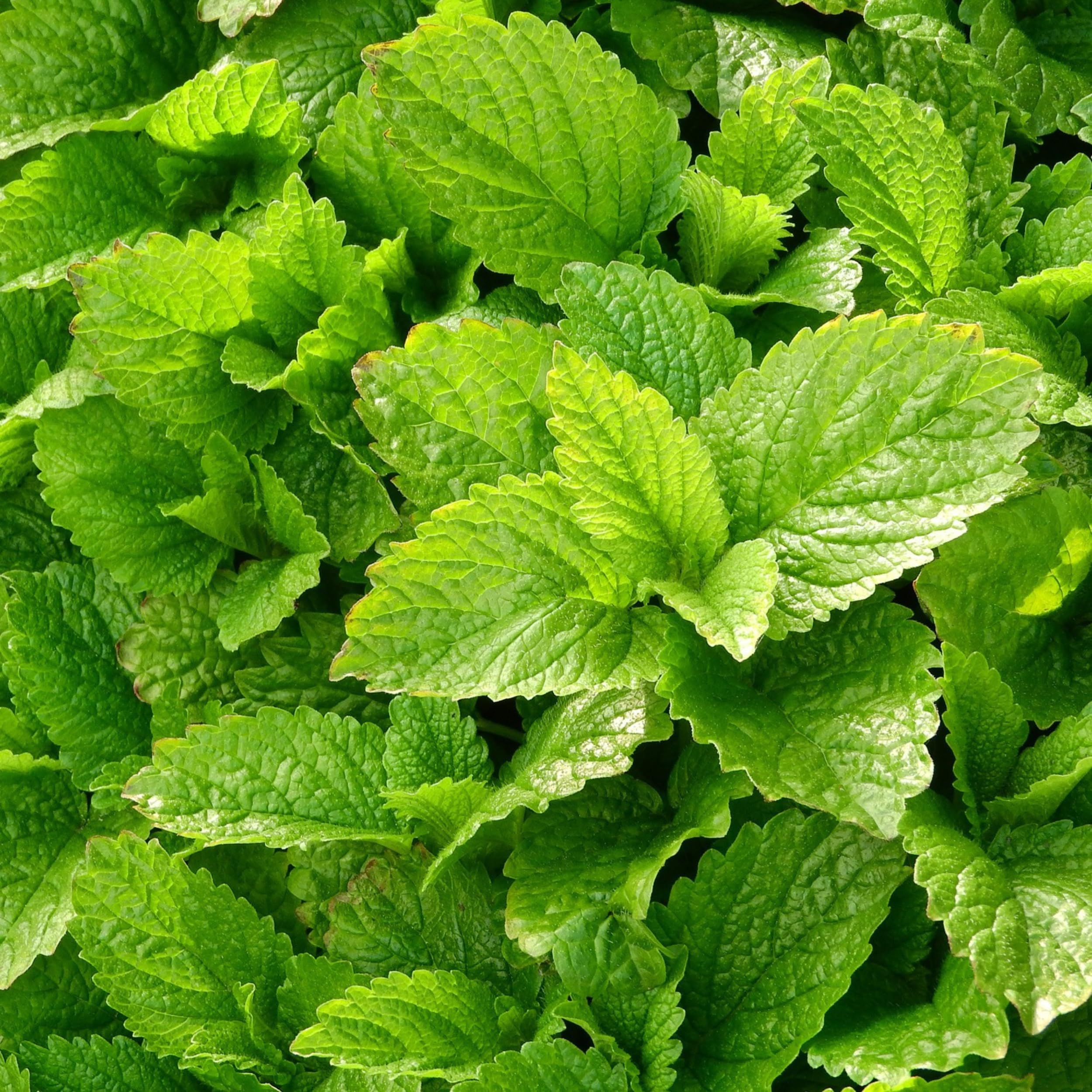 Biokyma - Tisana Foglie di Melissa 1kg | Accademia della Tisana | Foglie Secche Melissa 100% Naturale | Confezione da 1000gr