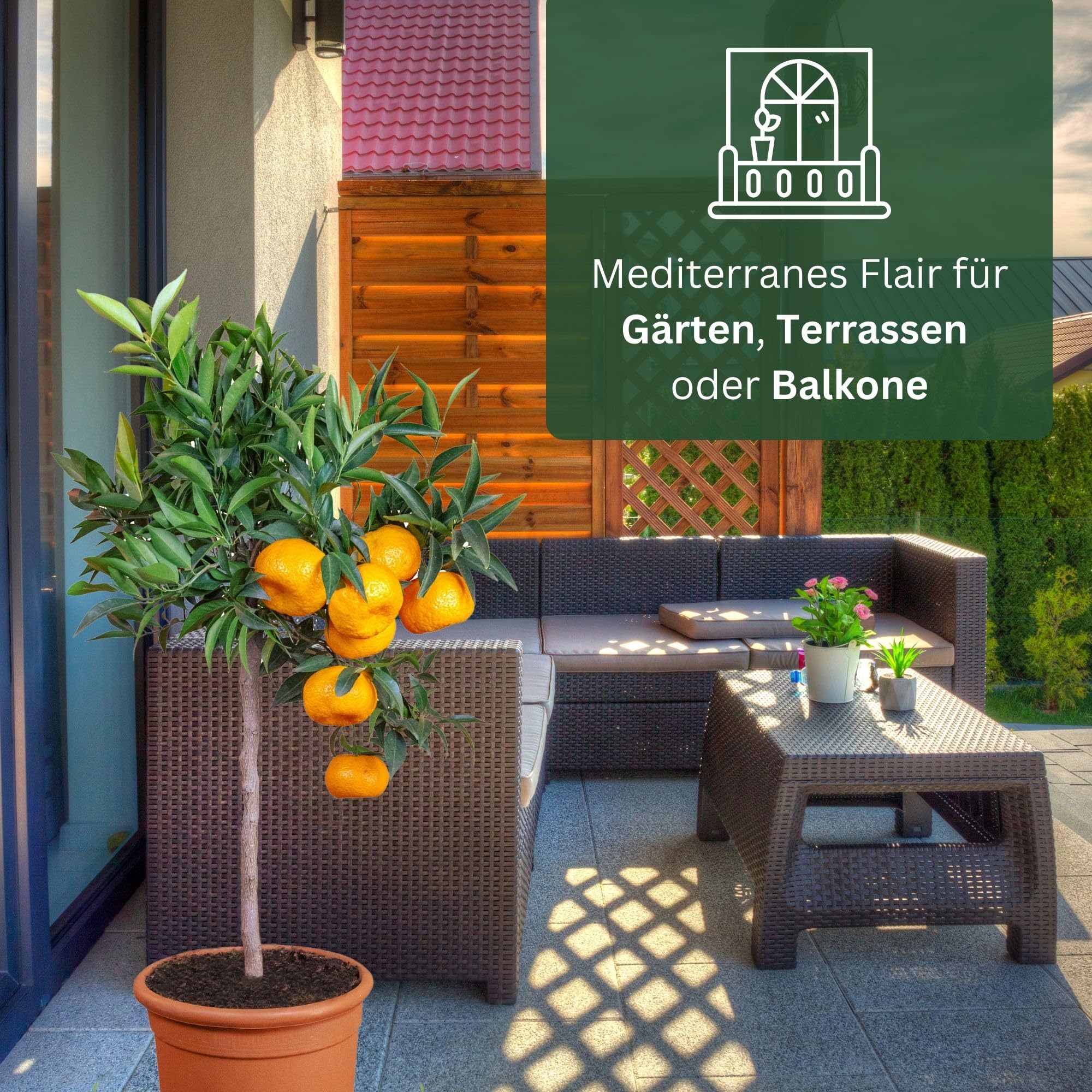Meine Orangerie Mandarinenbaum Mezzo - echte Citrus Pflanze - 80 bis 100 cm - veredelter Mandarinen Baum im 8 Liter Topf - Citrus Reticulata - Fruchtreife Mandarinen Pflanze in Gärtnerqualität