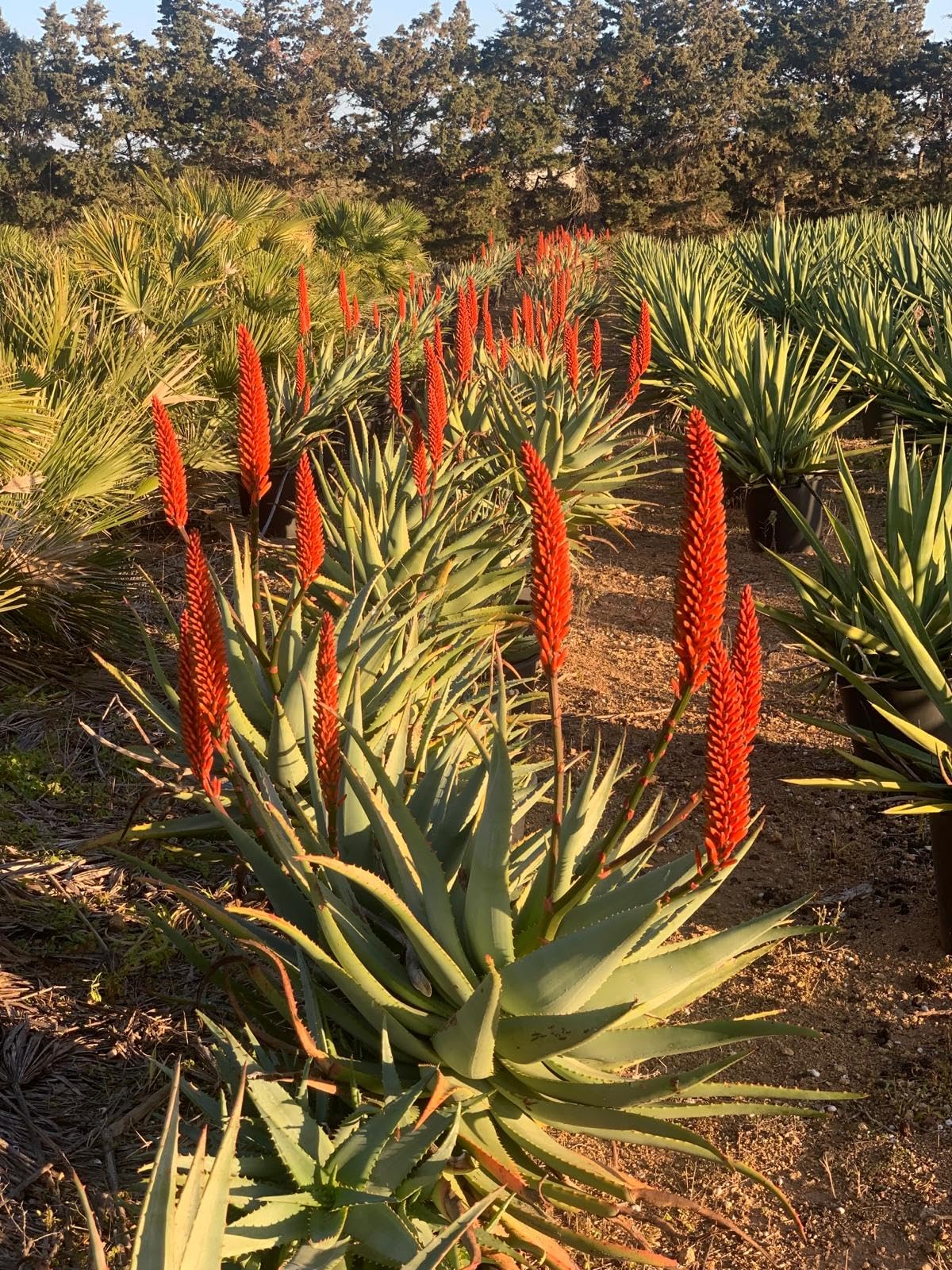 Aloe Erborescens, Pianta grassa, Pianta ornamentale da esterno prodotta da  Vivai del Sole vaso diametro cm 35 : Amazon.it: Giardino e giardinaggio
