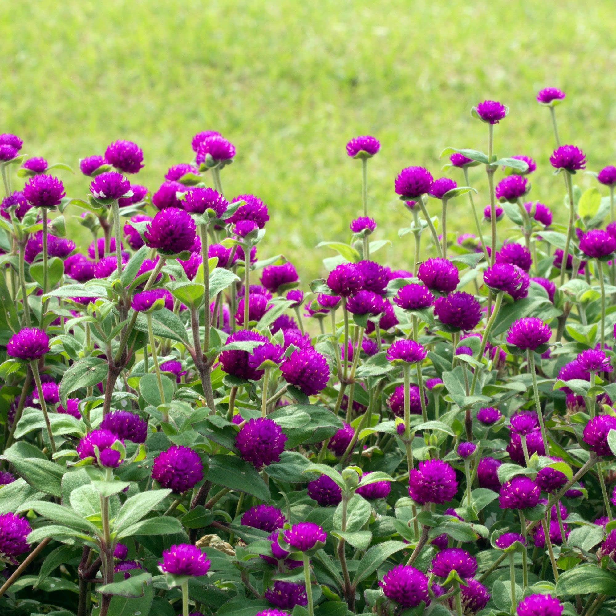 Golden Hills Farm Vadamalli Gomphrena Flower 70+ seeds (B0BNLC37FF) Amazon Price History, Amazon Price Tracker
