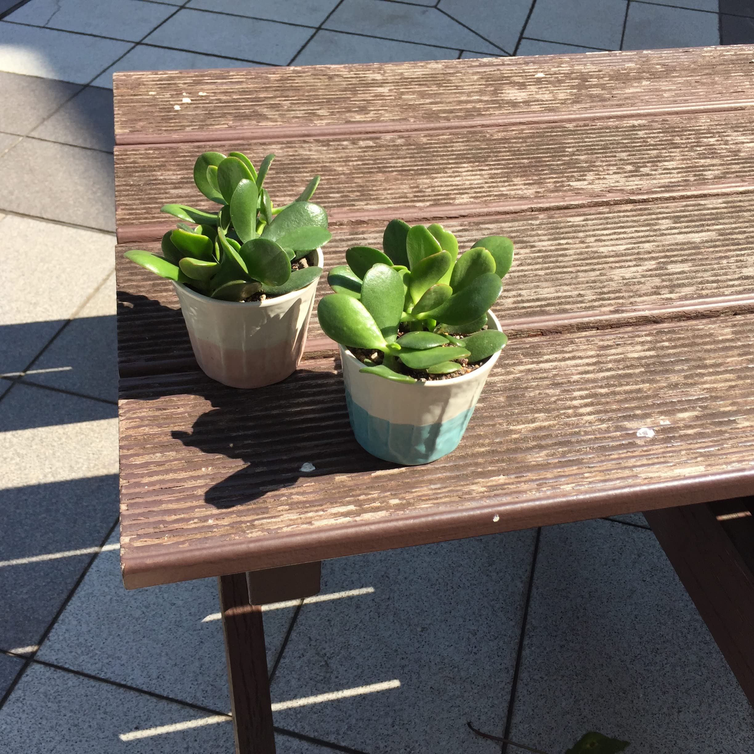 Amazon｜お金のなる木 寄せ植え 幸運の木金のなる木 花月 多肉