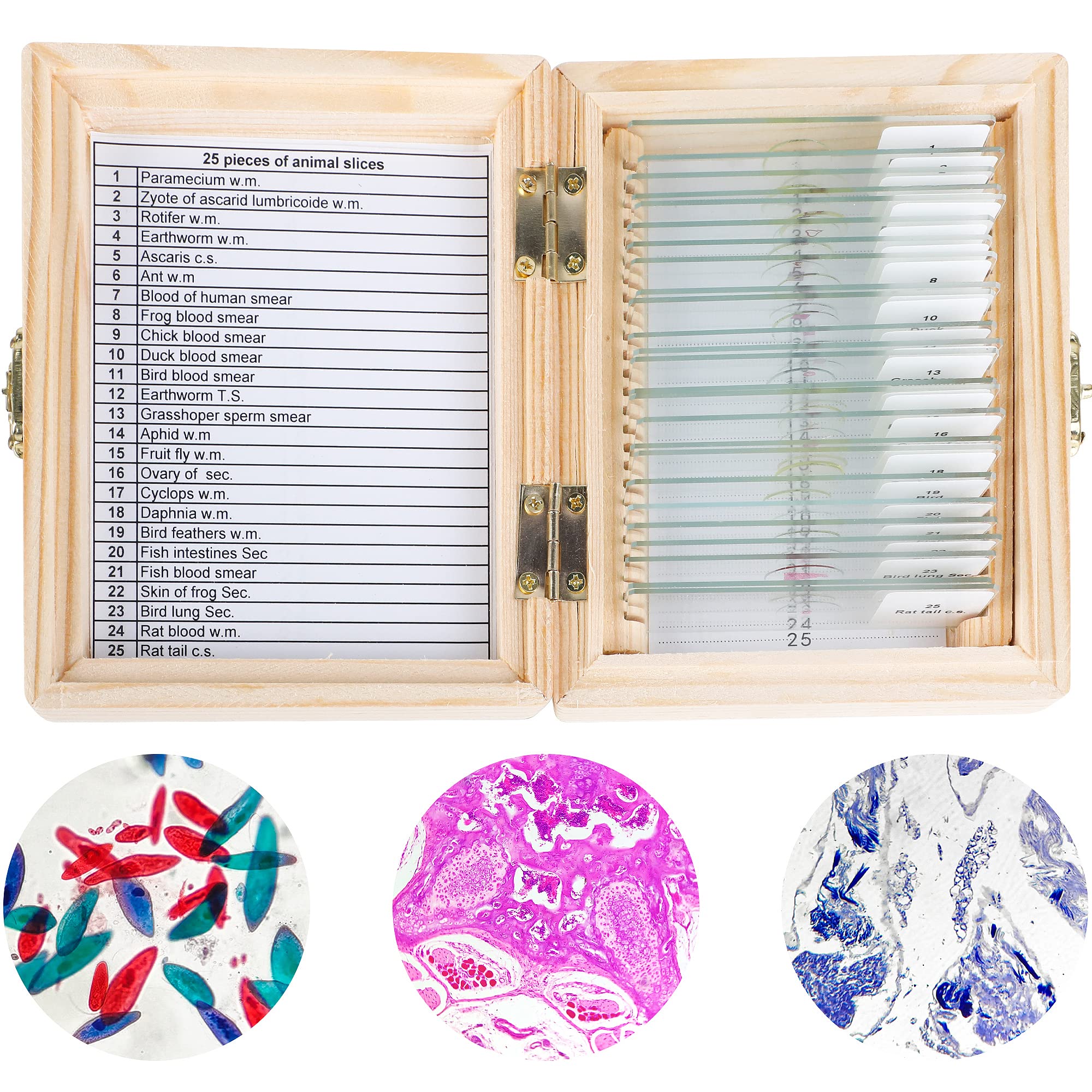 顕微鏡用ガラスプレート　Carton ANIMALS　動物 顕微鏡用ガラスプレート Carton ANIMALS 動物