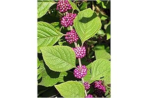 American Beautyberry Live Plant Seed Packet