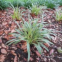 Vista 2 de Liriope abigarrado 1 galón