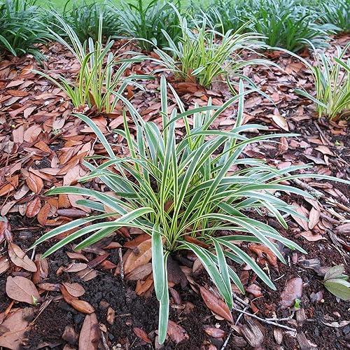 Miniatura 2 de LIRIOPE abigarrado - Tamaño 1 galón, planta viva, incluye fertilizante de mezcla especial y guía de plantación