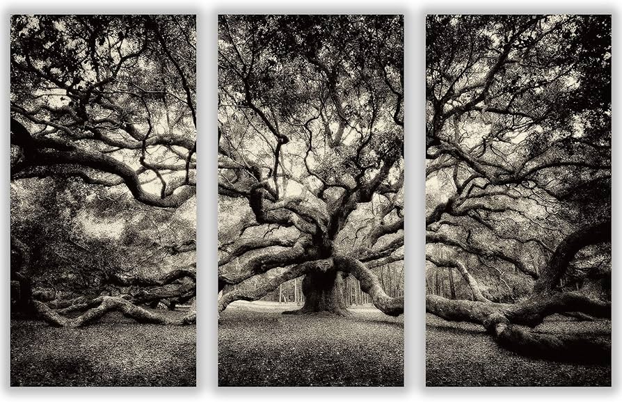 Amazon.com: Angel Oak Tree/Canvas TRIPTYCH/Charleston SC/Fine Art