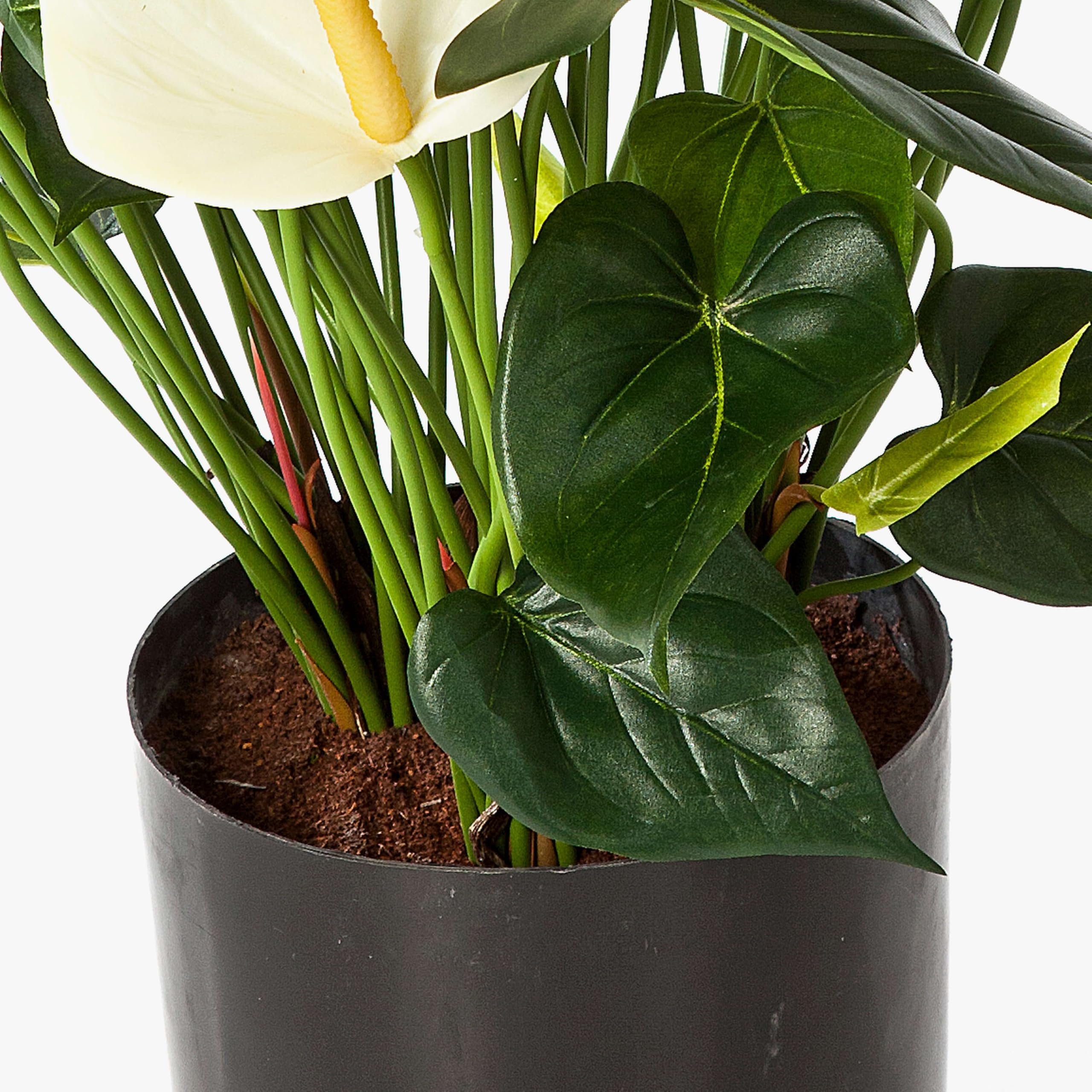 artplants.de Mata de Anthurium Artificial, Crema, Deluxe, 80cm | 44 Hojas, 13 Flores - Planta Decorativa - Flores Artificiales