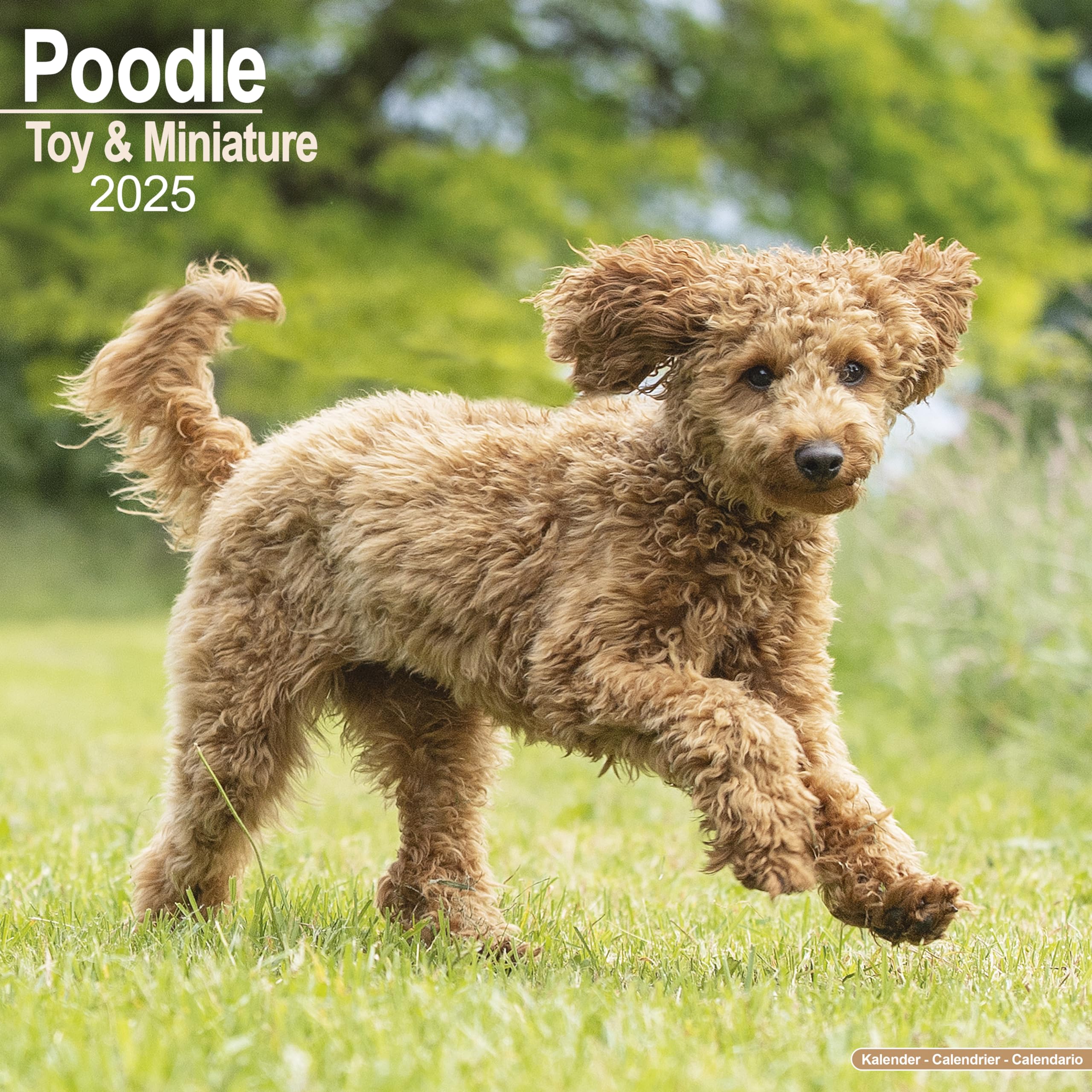 Amazon | Poodle (Toy & Miniature) Calendar 2025 Square Dog Breed