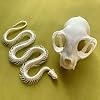 2pcs Taxidermy Combination of Real Snake Bones and Cat Skull, Animal Bones Real