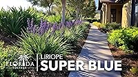 Vista 4 de Super Blue Liriope Muscari Planta de 1 galón grande Hierba ornamental tolerante a la sequía
