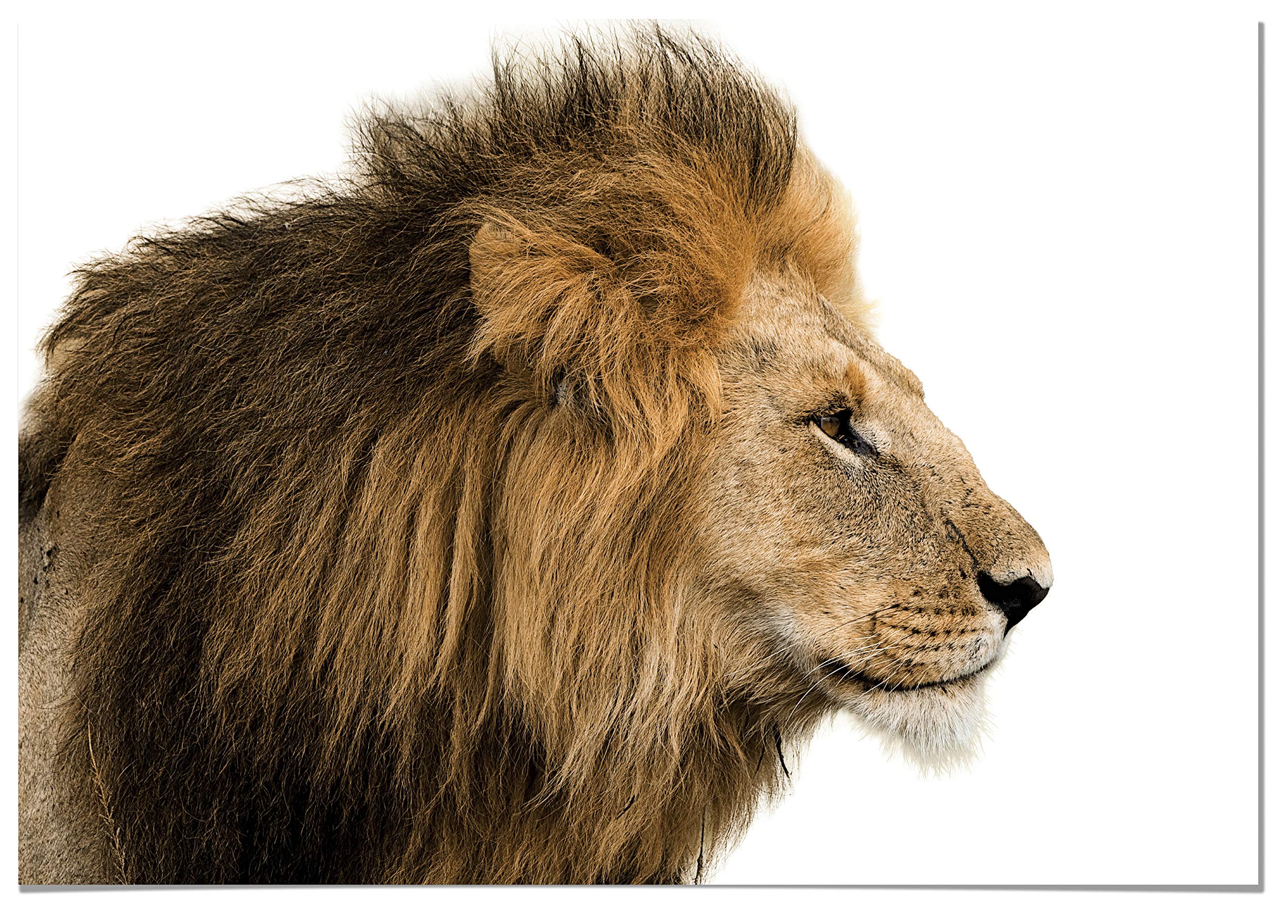 Panorama Tableau Lion 100x70cm - Impression sur Toile avec Châssis en Bois - Affiche Animaux