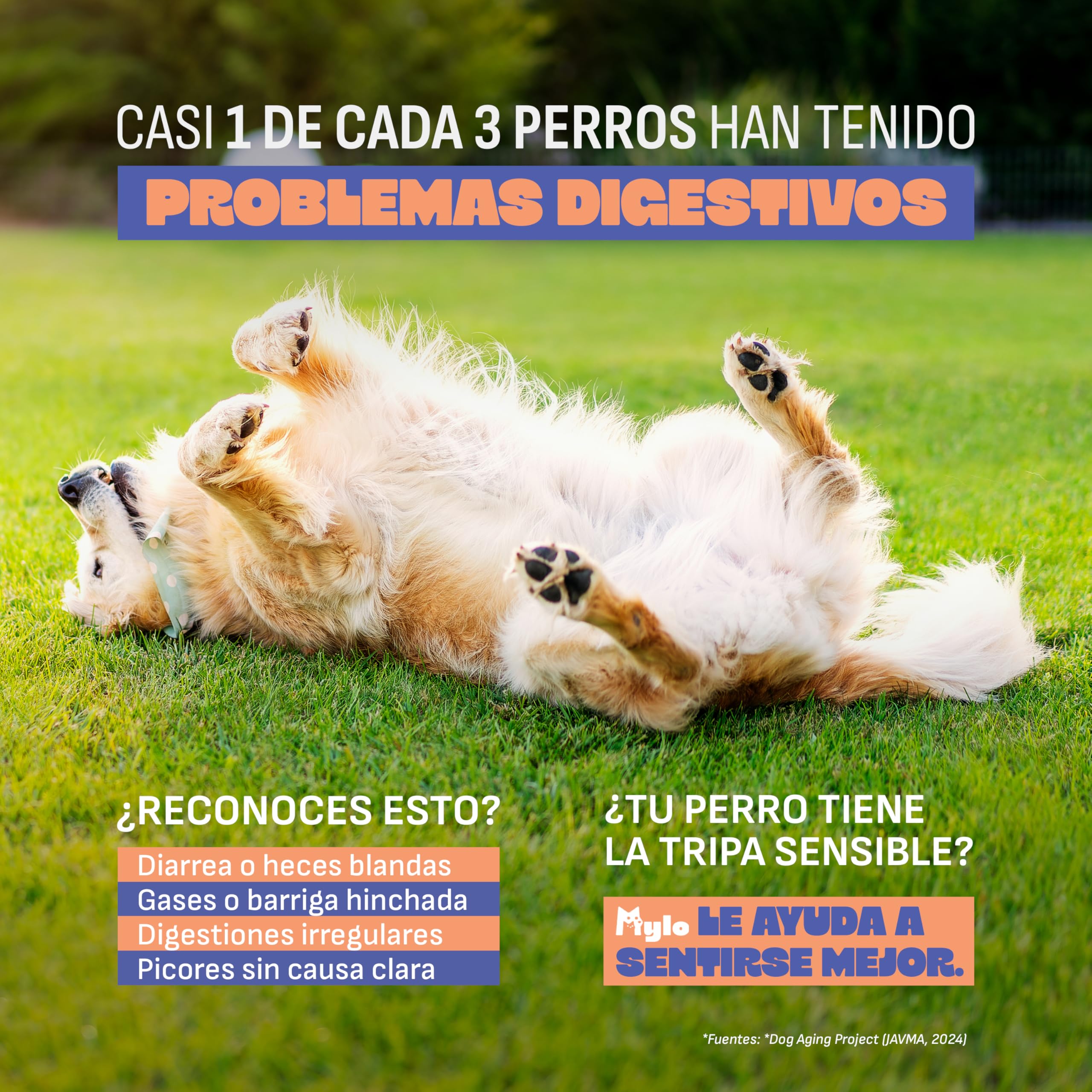 Probióticos Perros Mylo. Heces Firmes y Combate Gases y Diarrea Perros. 3 Cepas Probióticas, Prebióticos y Arándano Rojo. para Perros con Estómago Sensible. 60 Uds