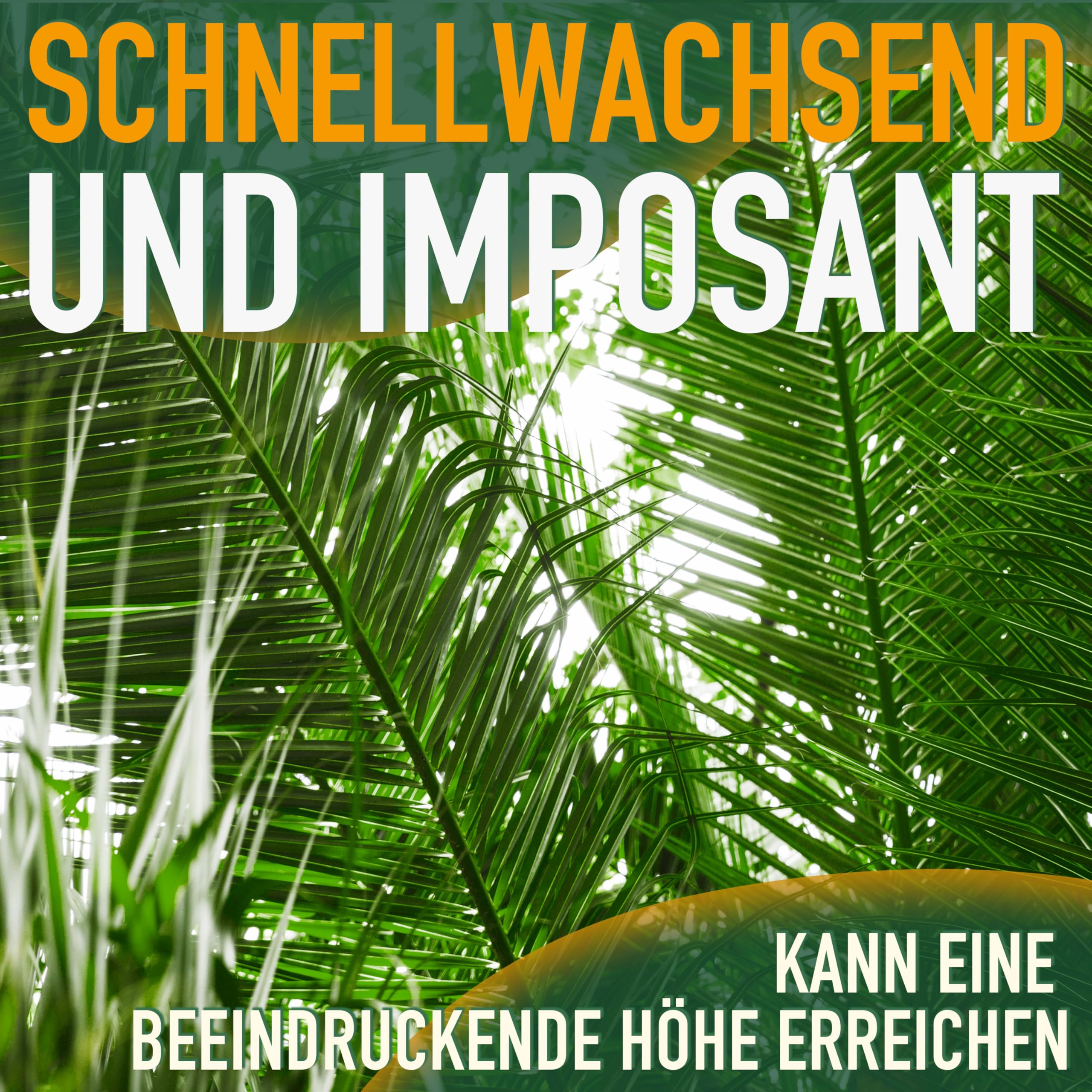Phöenix Canariensis - Kanarische Dattelpalme 160cm für Innen & Außen - Winterhart & Pflegeleicht