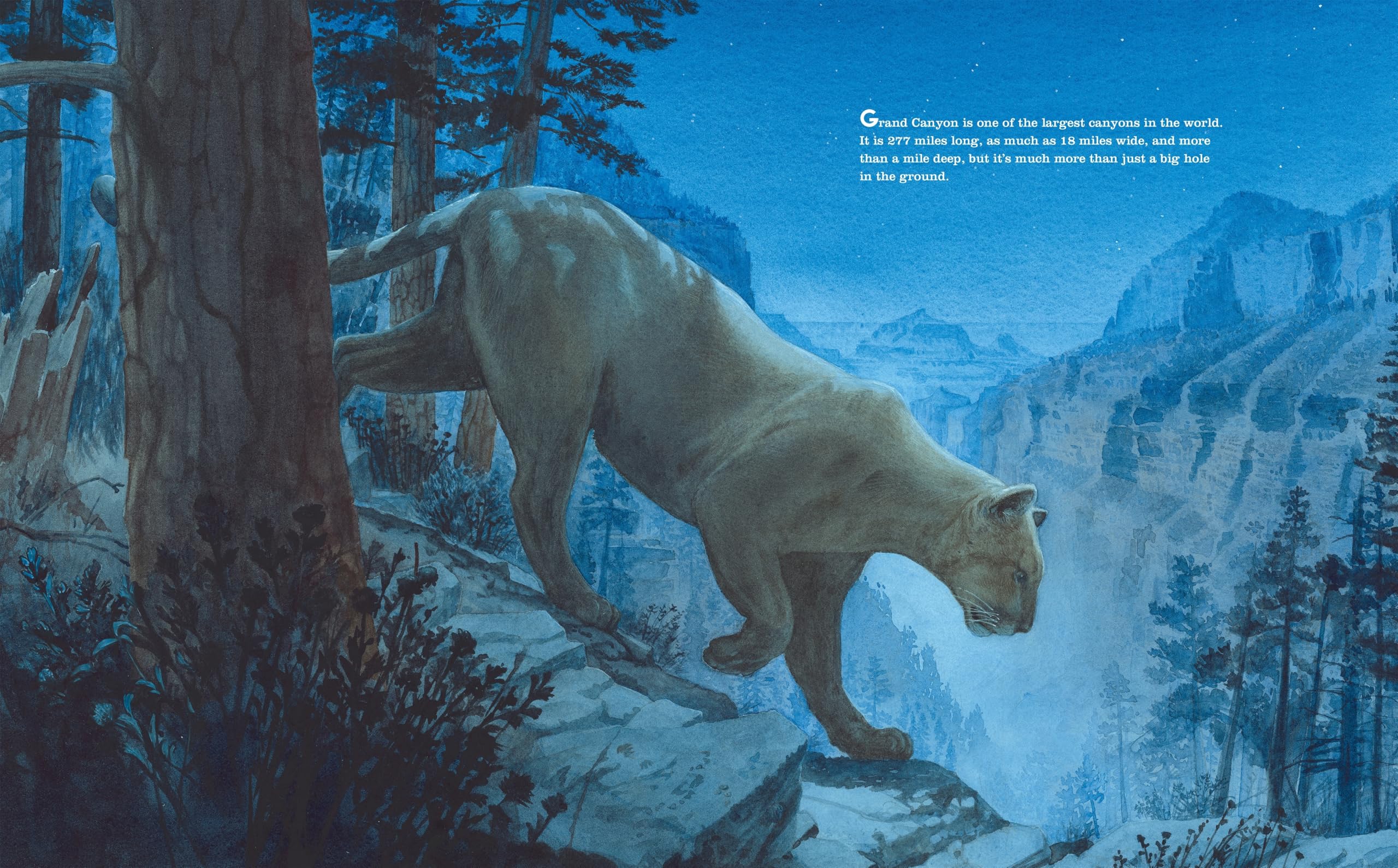 Grand Canyon: (Caldecott Honor Book)