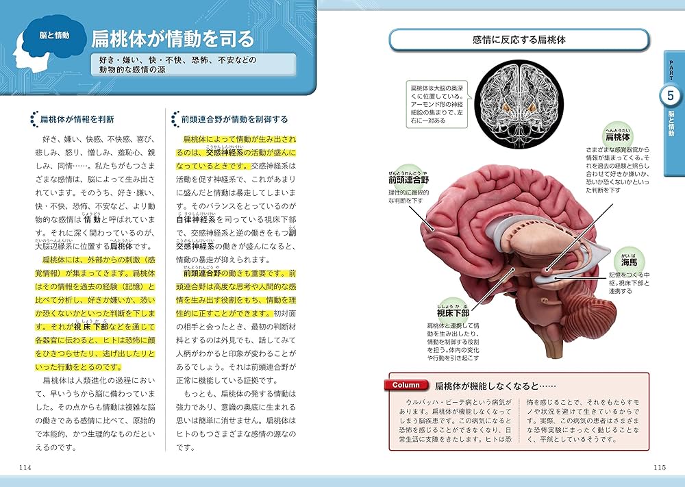 Amazon.co.jp: 今と未来がわかる 脳と心 (ビジュアル図鑑) : 毛