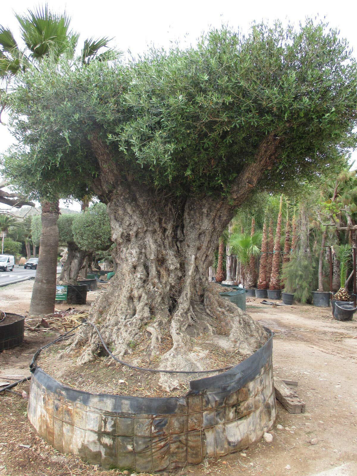 Olivenbaumdnger, Olivendnger, Olea Europea 1,5 Kg : Amazon.de: Garten