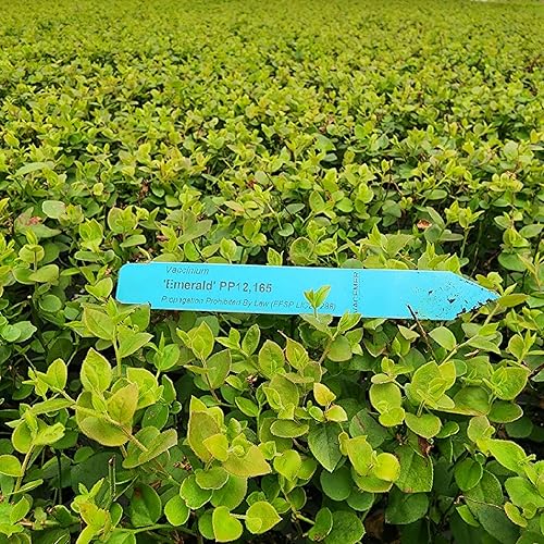 Miniatura 20 de Blueberry Plant Chandler Live a la venta (paquete de 4) Plantas fáciles de cultivar Planta frutal comestible para una vida sostenible Cultiva