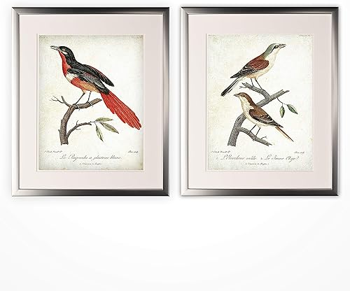 Wexford Home Vintage Aviary Sketch XII - Juego de 2 piezas - Marco plateado impresión artística