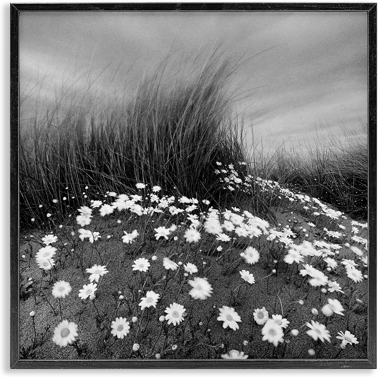 Stupell Industries Sand Daisies on Hill Framed Giclee Art Design by Chip Forelli