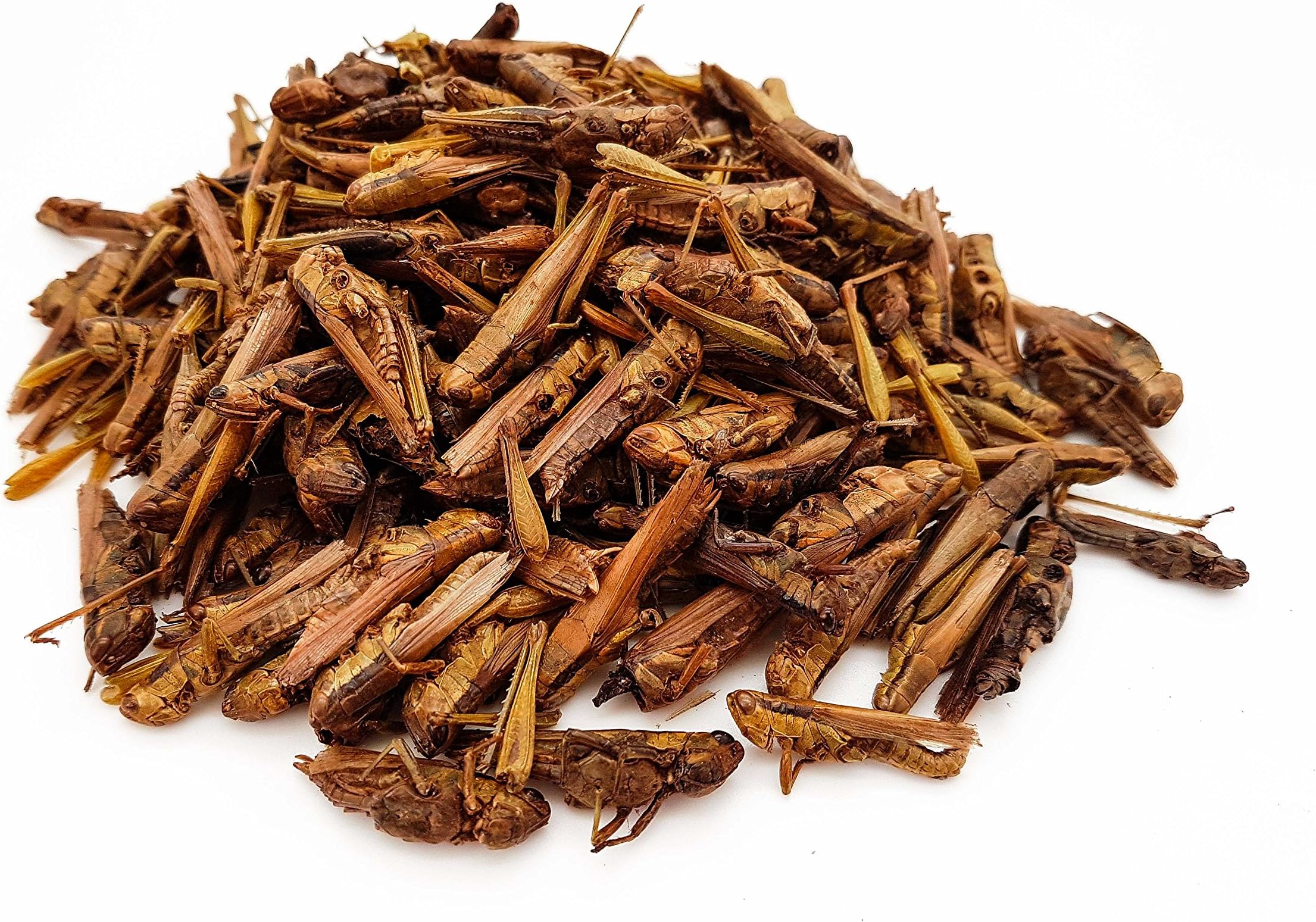 HERONS - Dried Grasshoppers - 5 cm - For Turtles, Birds, Reptiles, Mammals & Large Carnivorous Fish - 58% protein content - Ballast Substances & Chitin - Regulates Digestion - 50 Grams