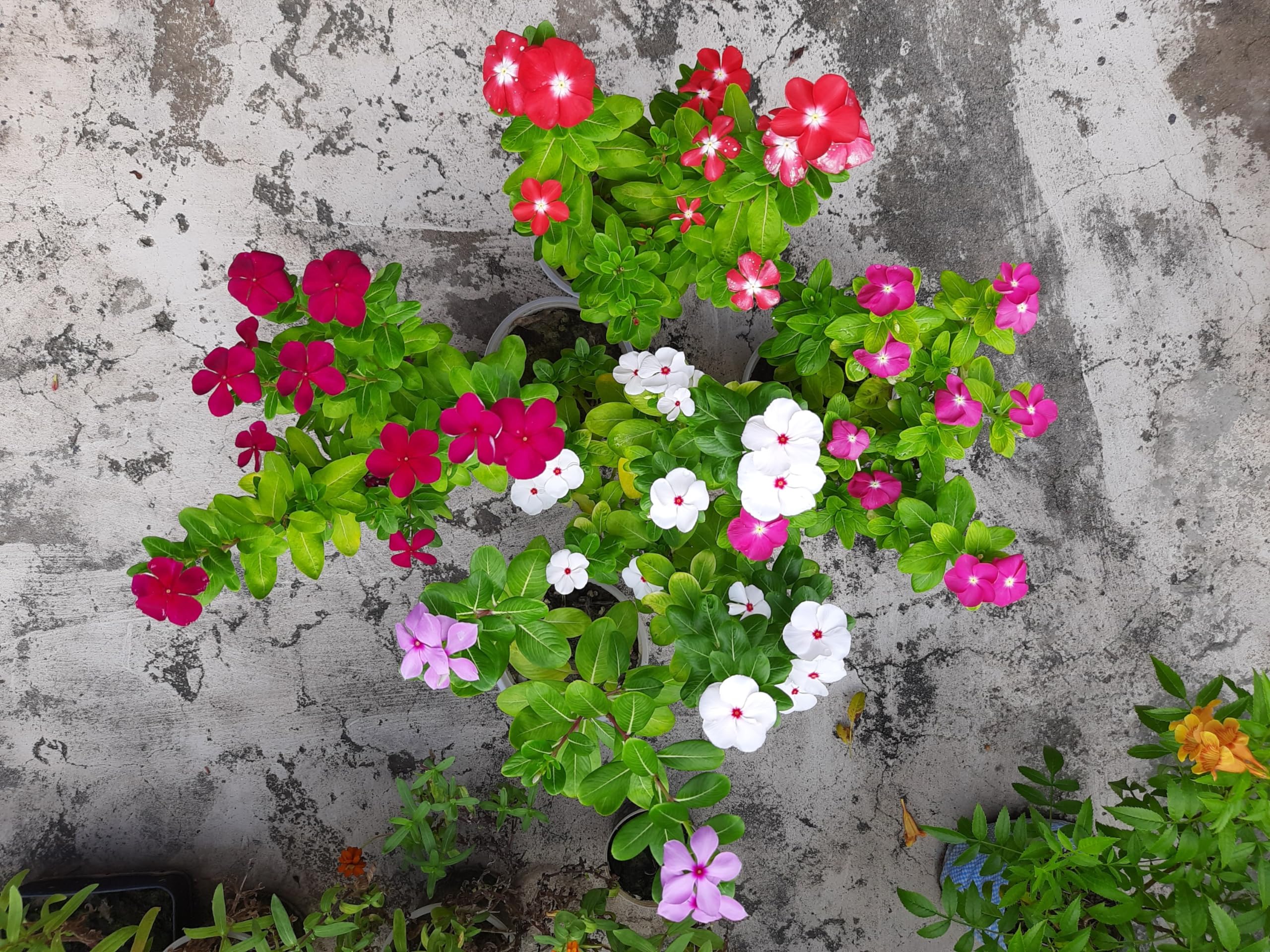 See full amazon price history chart for Nayantara flower plant with pot,plant for nayantara flower with pot (Pack of 1) Nayantara flower plant with pot,plant for nayantara flower with pot (Pack of 1) (B0CTHR1K2C) Amazon Price History, Amazon Price Tracker