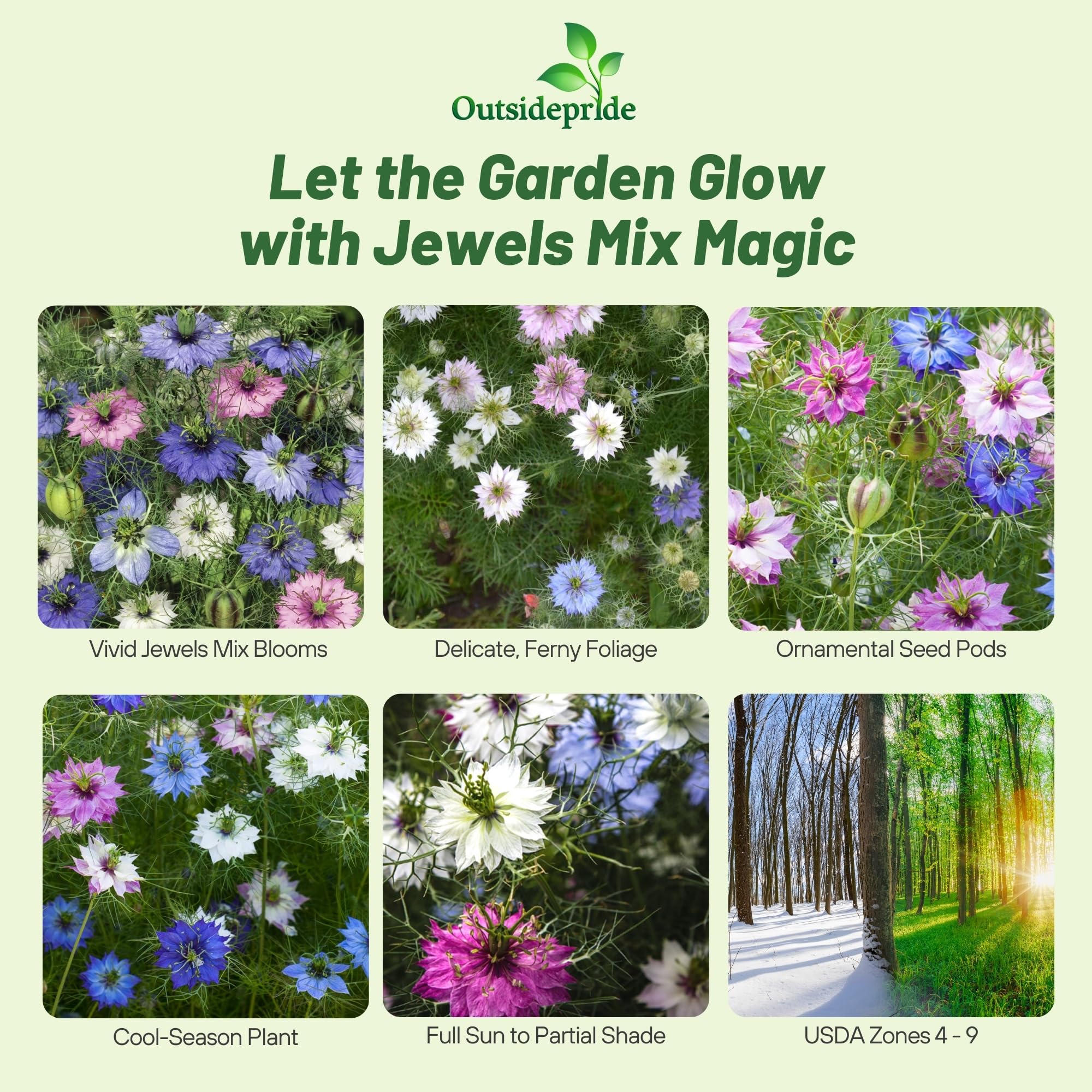 Jewels Mix Nigella Seeds - 1000 semillas anuales de flores para plantar con flores vibrantes y encaje, follaje similar a helecho, flor de corte atractivo para espacios de jardín pequeños 2