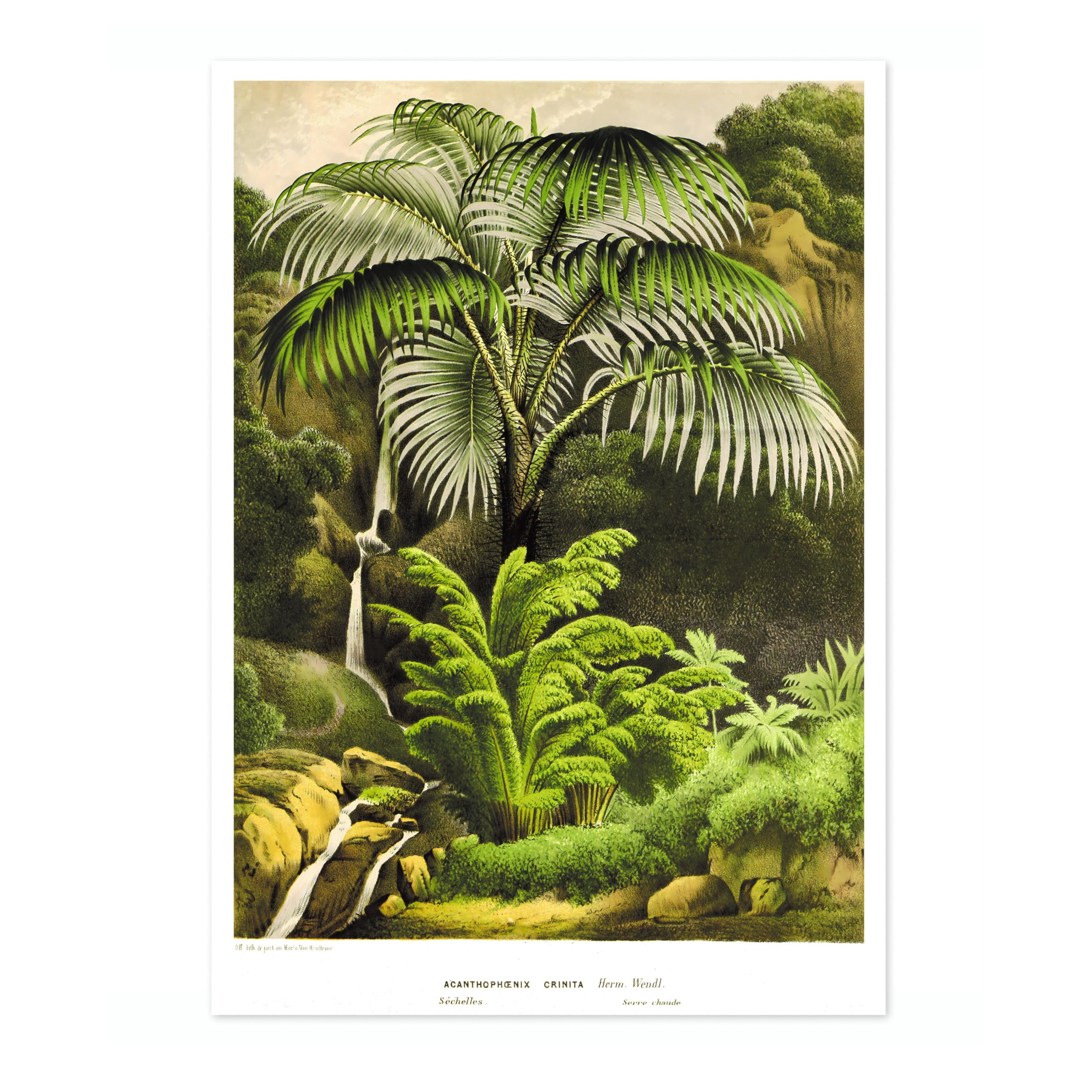 Acanthophoenix Crinita Poster, Vintage Botanical Art Prints, Retro Encyclopedia Illustration Wall Art Plants Botany Pictures, Bedroom Living Room Home Decor, A5 (Print Only) - 21x14.8cm