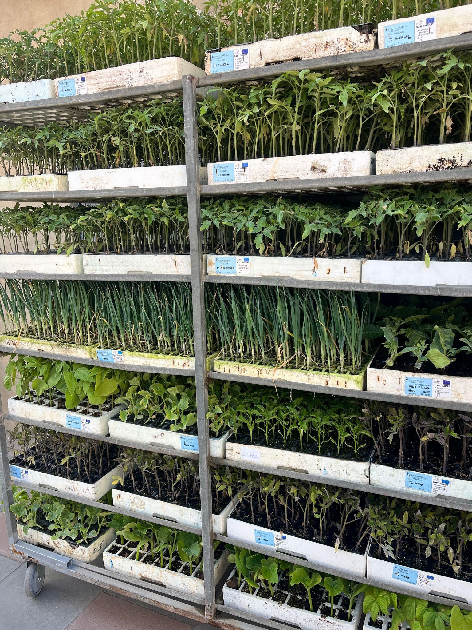 Plantel de Huerta, Pack de 10 Unidades, 5 MELON MIURA y 5 SANDIA, Kit de Huerto, Plantines para Ensaladas INJERTADO