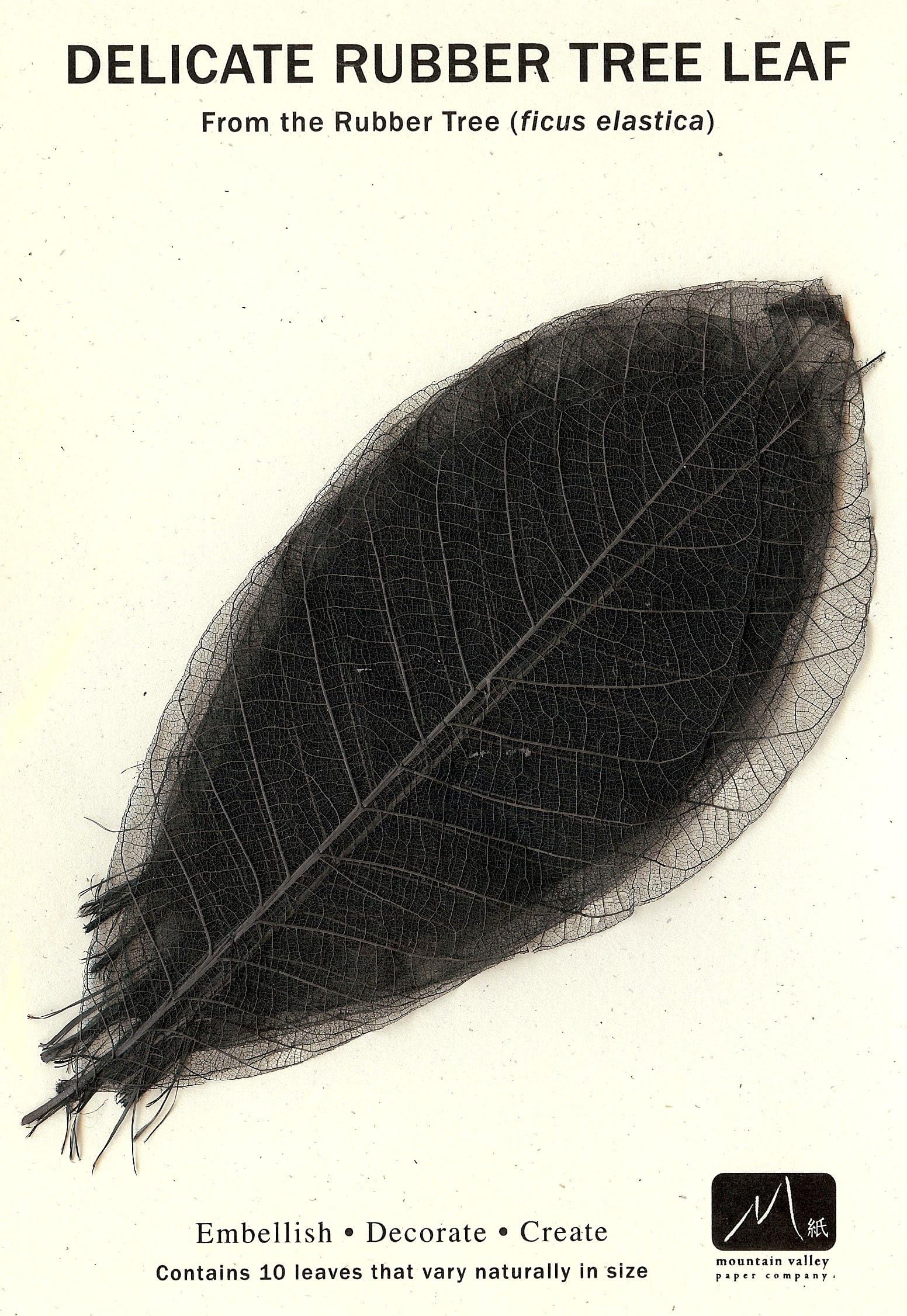 Black Rubber Tree Leaves - Pack of 10 Skeleton Leaves