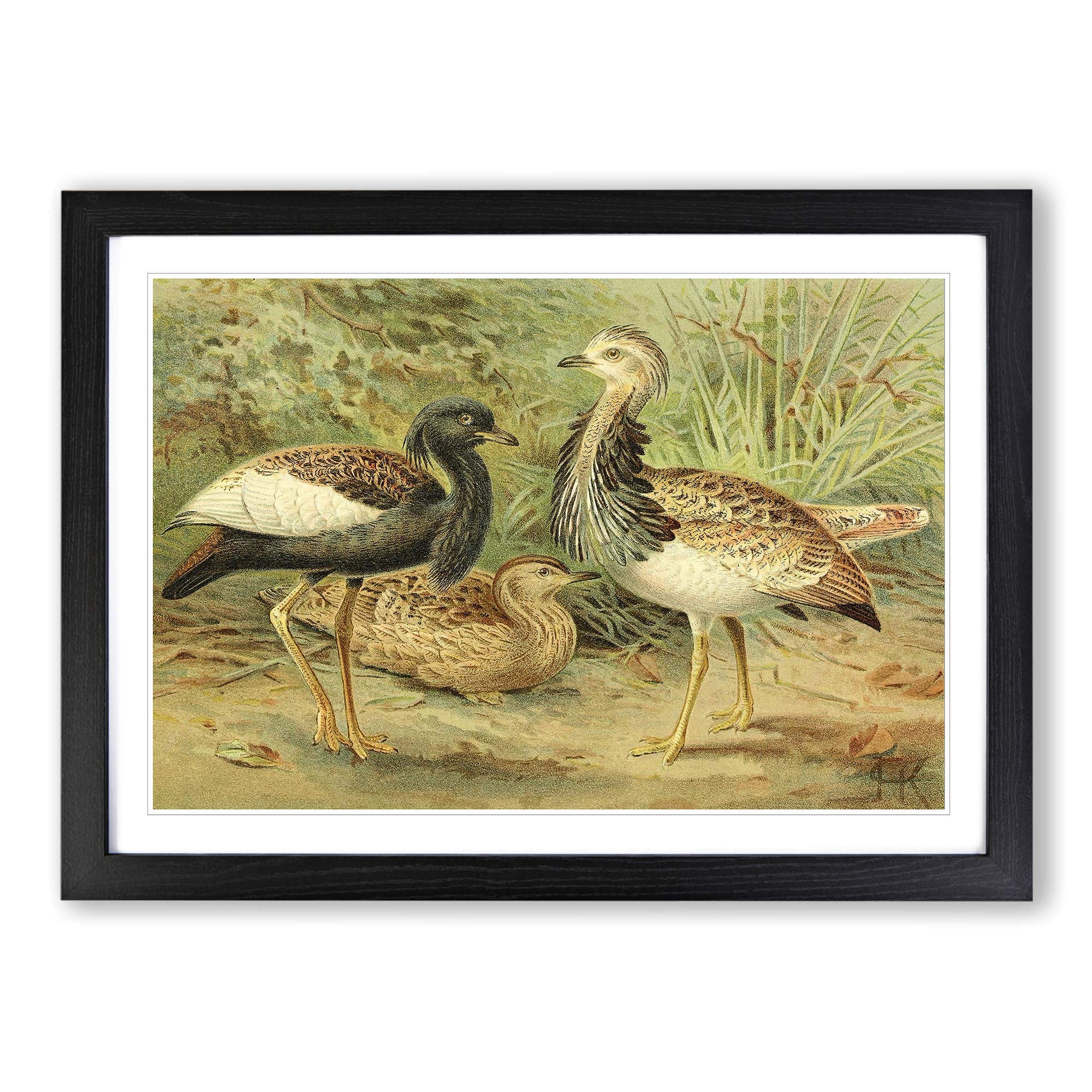 Big Box Art Vintage J.G. Keulemans Florican & MacQueen's Bustard Framed Wall Art Picture Print Ready to Hang, Black A2 (62 x 45 cm)