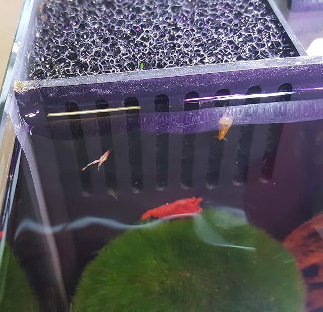 Foto 4 de 5 de sera Biotop Nano LED Cube 16-16 l Nano Acuario Completo de Agua Dulce con iluminación LED y Filtro de 3…