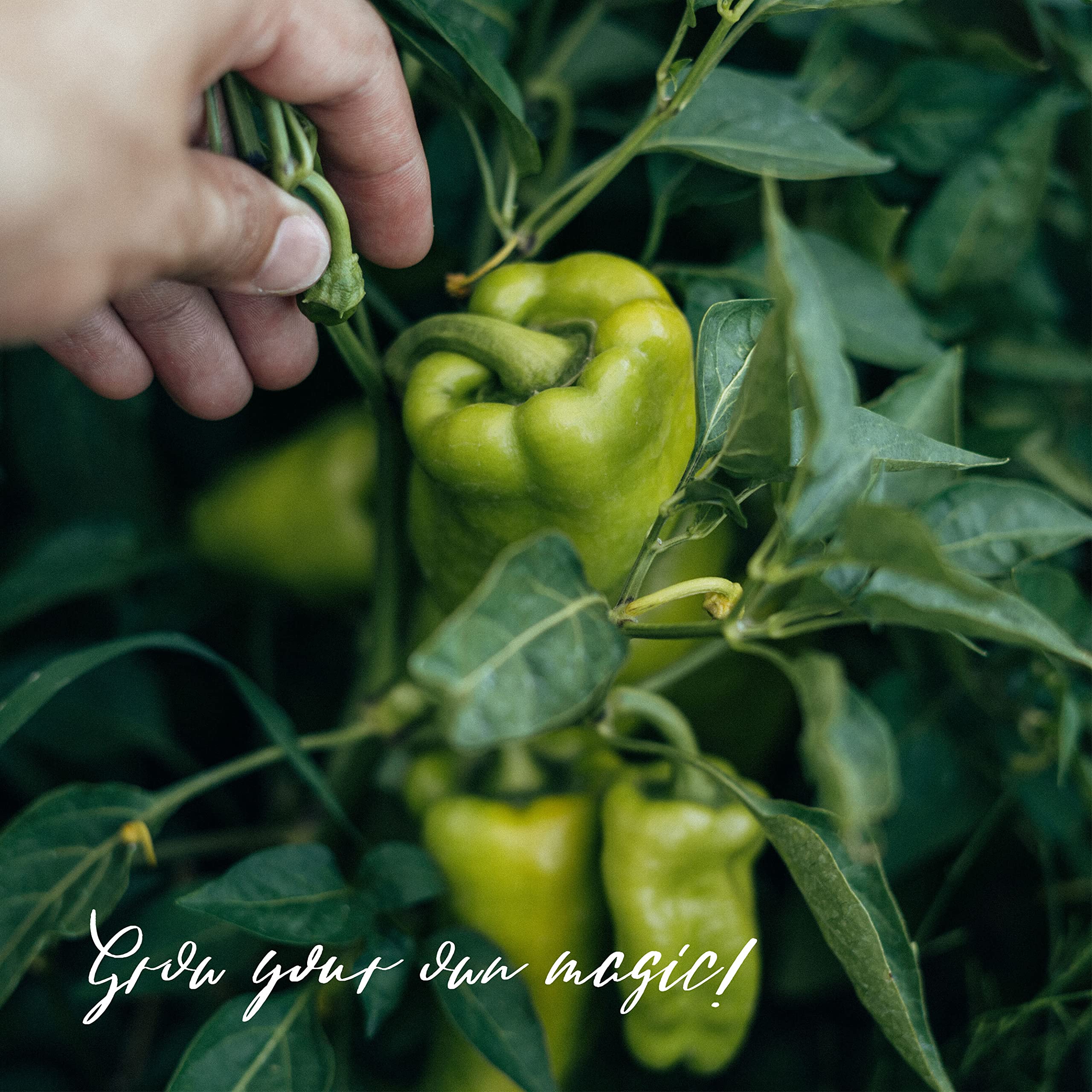 Aussaat im August (Bio) - Samen-Geschenkset mit 7 Gemsesorten, die im  August ausgest werden knnen : Amazon.de: Garten