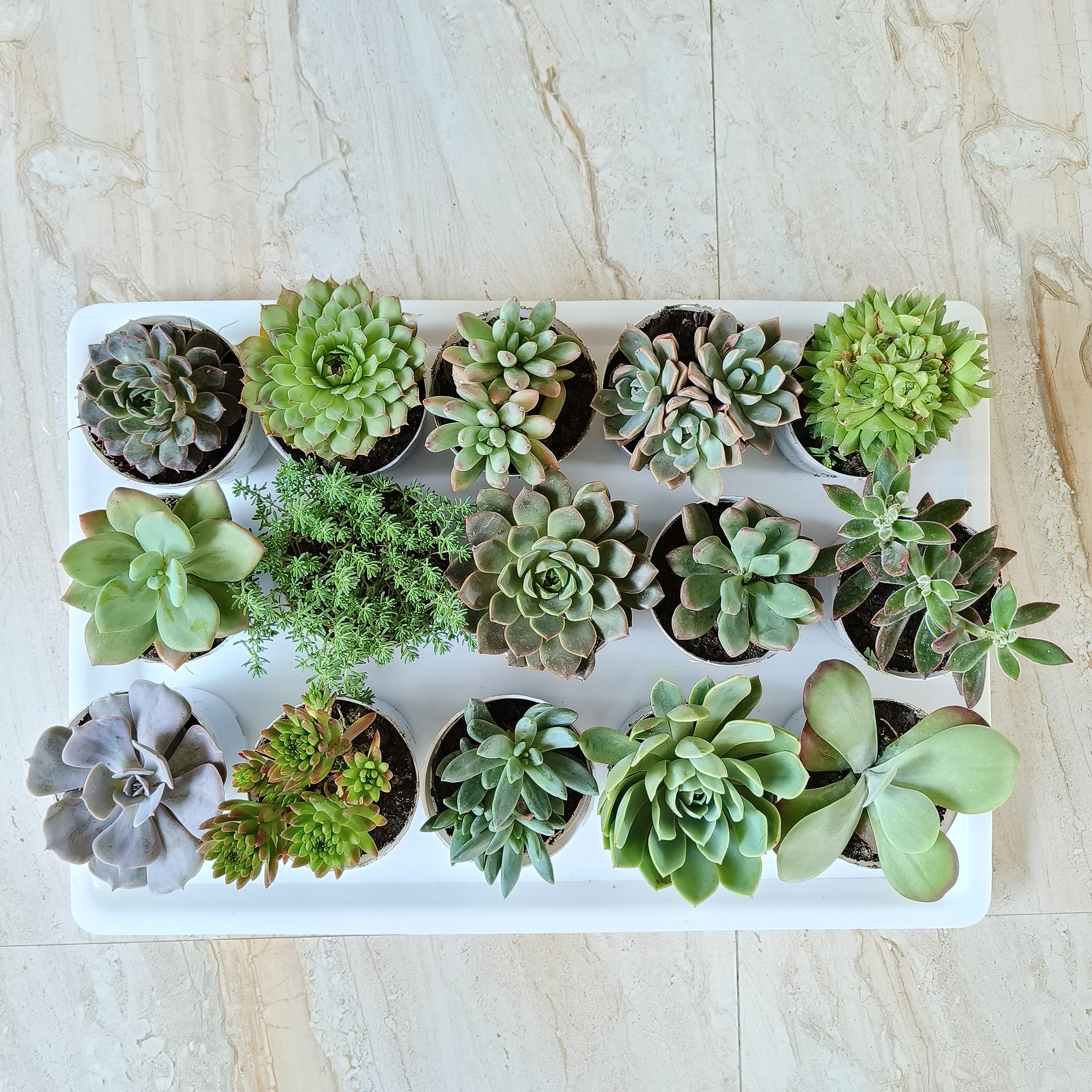 TOFOH assorted succulent set of 15 (BARE ROOTED), Assorted succulent combo, live succulent plants, succulent plants combo, any 15 succulent variety (B0CD62X4NF) Amazon Price History, Amazon Price Tracker