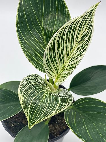 Miniatura 2 de BubbleBlooms Philodendron Birkin en una olla de 4 pulgadas ola blanca, cola de sirena