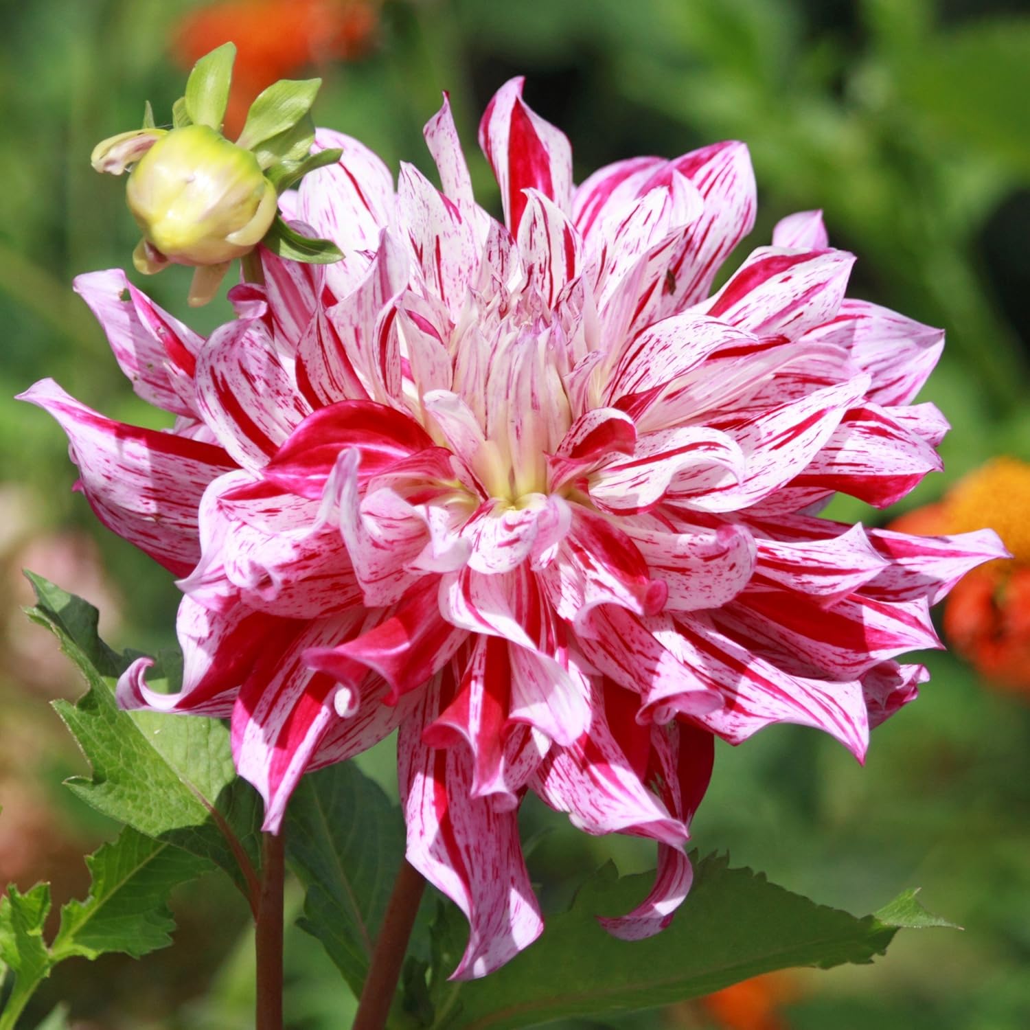 Dahlia 'Striped Emory Paul' Dinnerplate Type (3 Pack