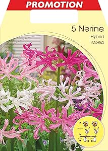 25 Bulbi Di Freesia Doppia MIX - Bulbi Primaverili Per Giardino, Balcone E Fioriere