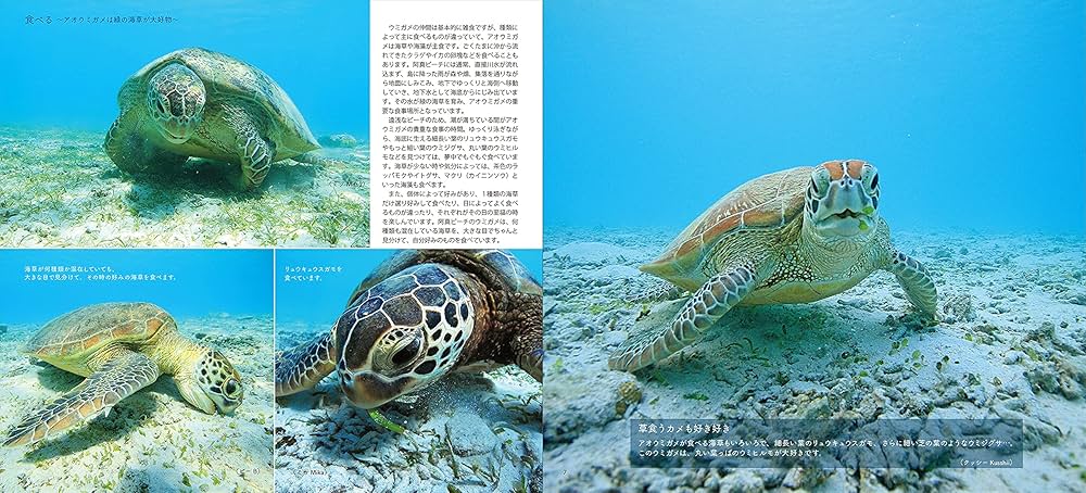 油絵 絵画 【海森のウミガメ】 油絵 絵画 【海森のウミガメ】 - メルカリ