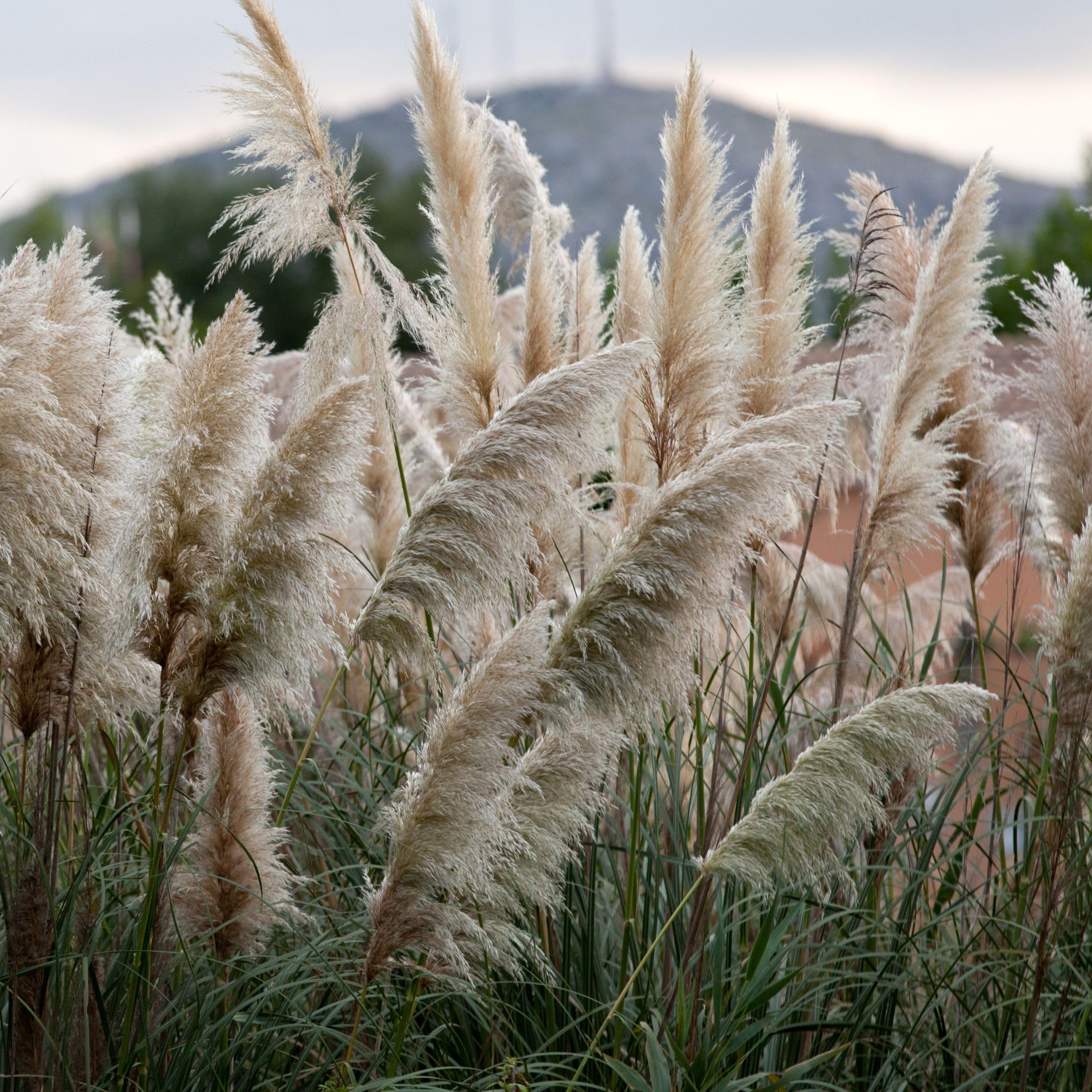 Plant in a Box - Erbe della pampa bianche - Mix di 6 - Rosa - Cortaderia selloana - Vaso 9cm - Altezza 25-40cm