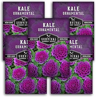 Ornamental Kale Seeds for Planting – Heirloom Flowering Cabbage Variety – Stunning Pink, Purple & White Decorative Plants for Fall & Winter Gardens – Survival Garden Seeds (5 Packs)