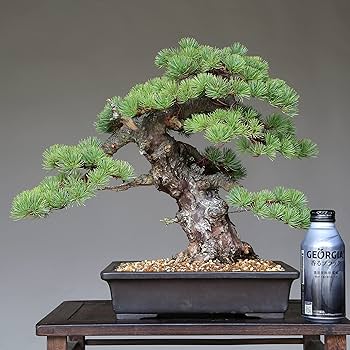 五葉松　一切経　石化性　八房　吾妻五葉松 Amazon.co.jp: 吾妻五葉松『一切経』イッサイキョウ(樹齢約60年