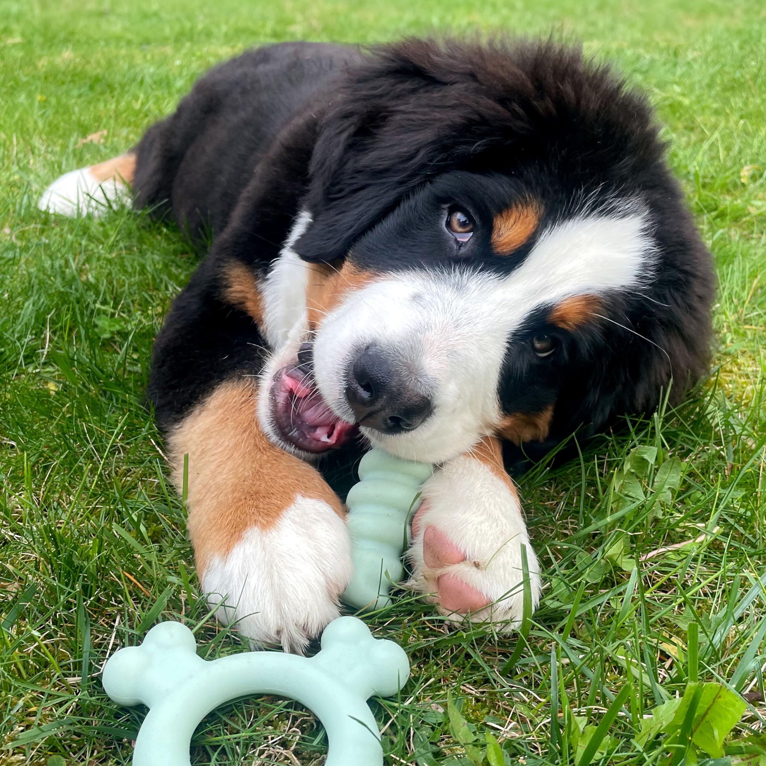 Nylabone Kauspielzeug für Welpen, sensorisches Material, Kauspielzeug für Welpen, gegen Langeweile und Stimulation, Welpenzubehör, allergenfrei, Erdnussbutter und Hühnergeschmack, klein/normal, 2