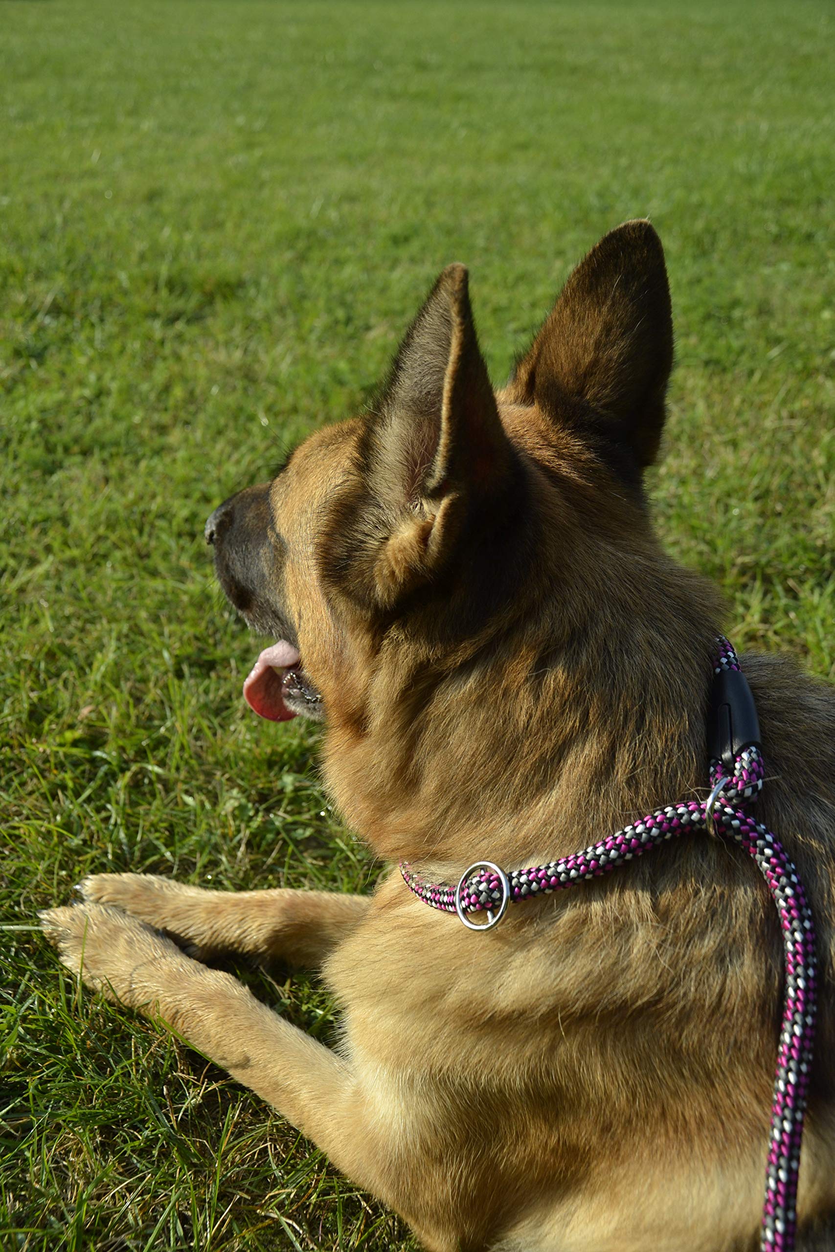 Dingo Magic Dog Leash for Dog with Adjustable Choke Collar Yellow and Pink Melange 10489, Green/Pink/Yellow - Image 3