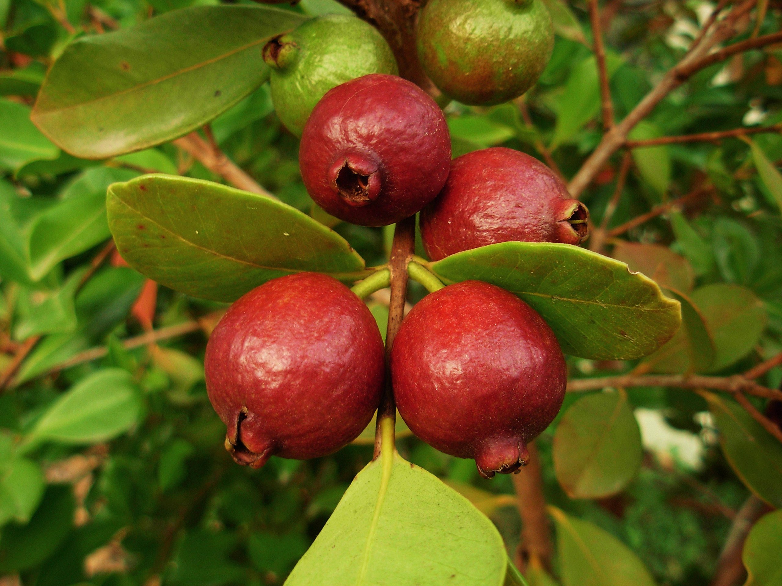 Royal Paradise Garden Rare Red Strawberry Guava/Cherry Guava Live Plant - Medium Size (Psidium cattleyanum) Exotic Fruit tree 1 Plant in Polybag (B07DGJ5Q2V) Amazon Price History, Amazon Price Tracker