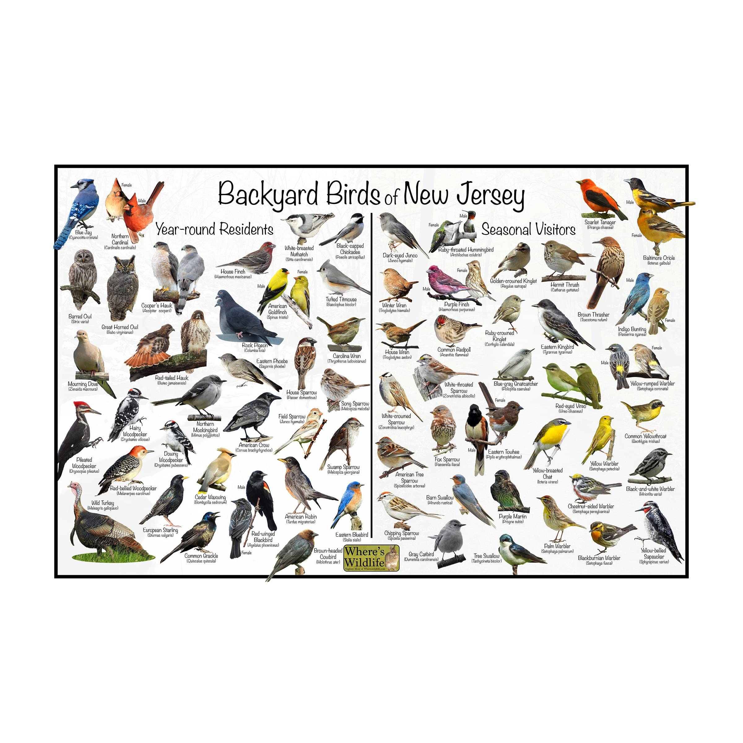BIRD SHEET 15個セット Amazon.com: Where's Wildlife Backyard Birds of New Jersey - Póster
