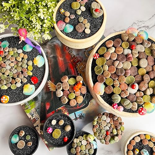 Miniatura 6 de Lithops - Plantas suculentas vivas raras, mezcla aleatoria, 3050100 unidades, planta viva suculenta, raíz desnuda sin tierra de maceta, jardín