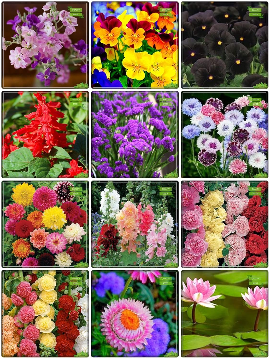 Creative Farmer Combo Plant Seeds Amazon.in Garden & Outdoors