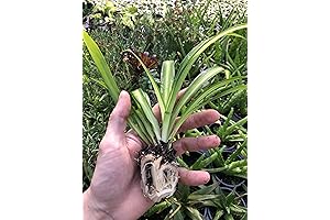 Hawaiian Spider Plant: Freshen Your Air with Nature's Purifier