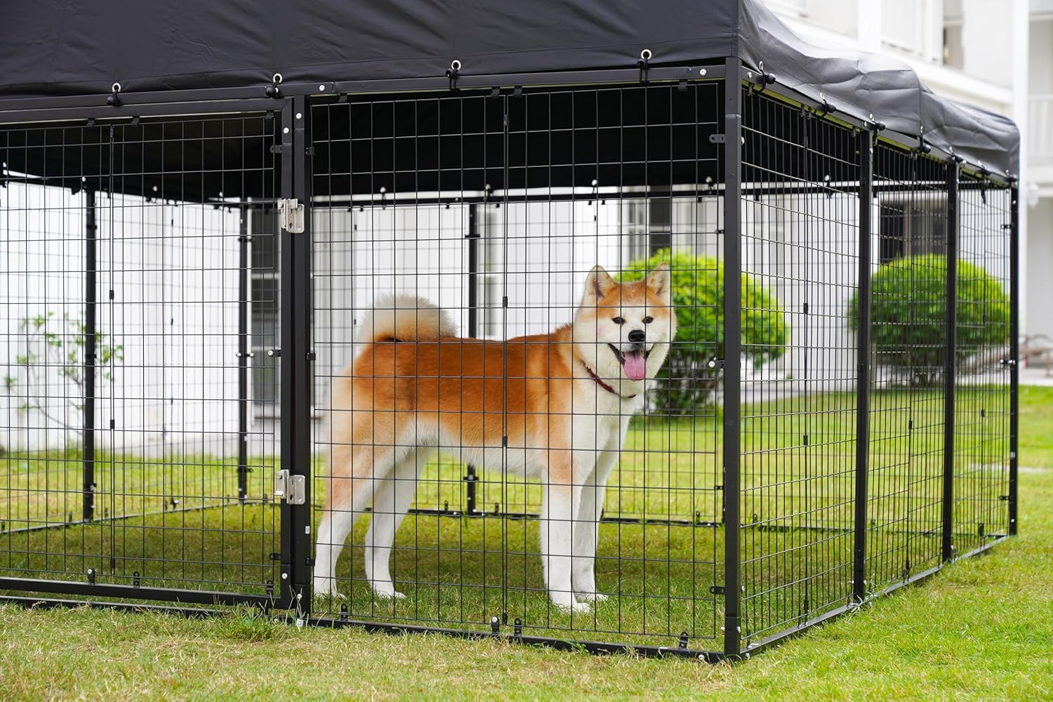 An Akita dog standing comfortably inside the Petony Outdoor Dog Kennel, demonstrating the spacious interior.