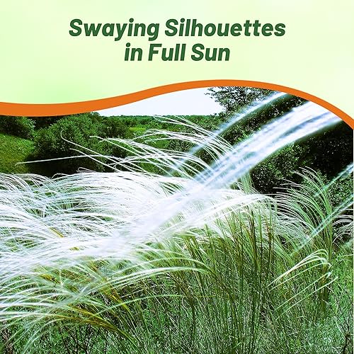 Miniatura 5 de Outsidepride - 10semillas de la hierba ornamental perenne esparto barbado (Stipa barbata) para sembrar